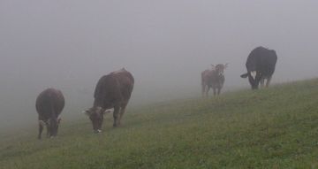 Bild von Kühen im Nebel auf einer Weide