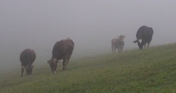 Kühe im Nebel Bild von Kühen im Nebel auf einer Weide